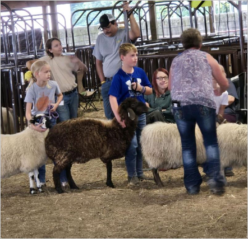 Heres my grandson waiting with a Karakul at the Junior Showmanship Class at the Michigan Fiber Festival. Photo: Letty Klein.